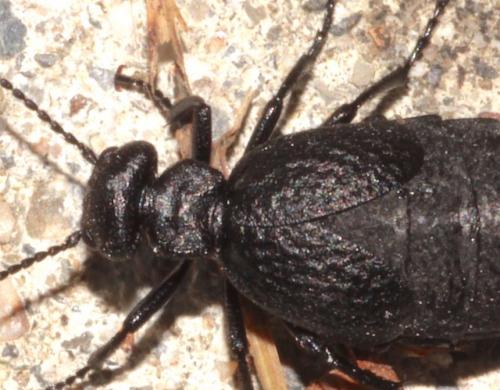 Réf. 220 586 : Meloe mediterraneus